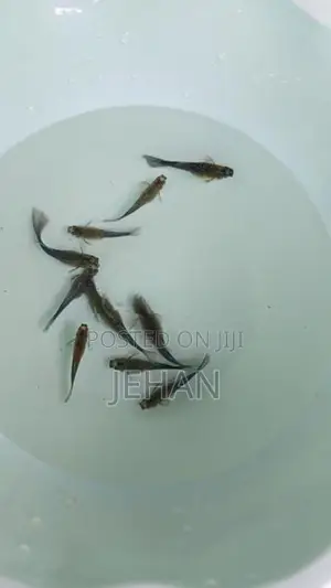 Guppy Fish