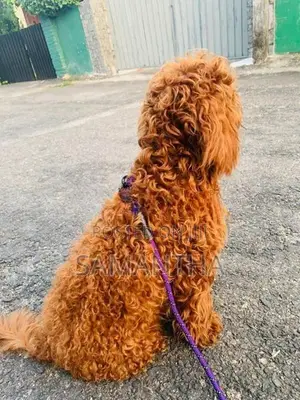 Poodle Puppies