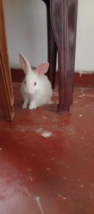 Baby Rabbits