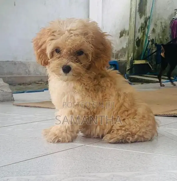 Poodle Puppies