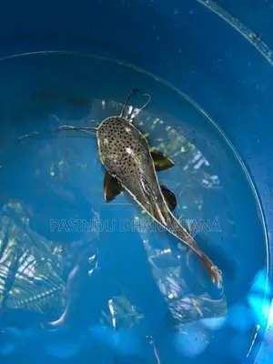 Red Tail Cat Fish