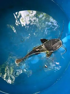 Red Tail Cat Fish