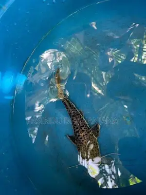 Red Tail Cat Fish