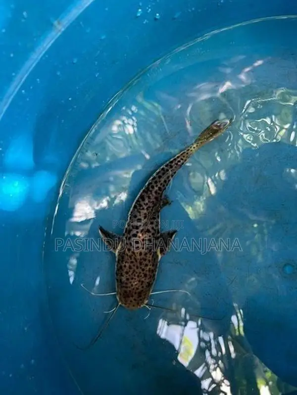 Red Tail Cat Fish