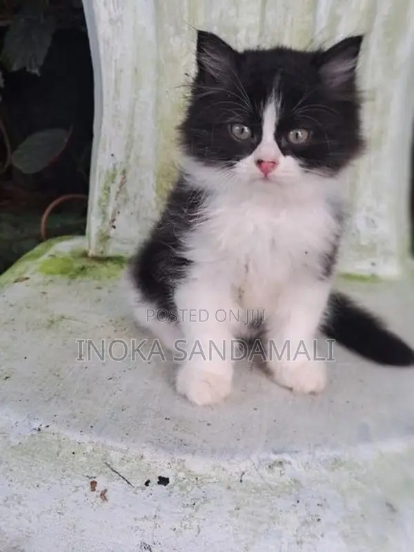 Persian Kitten
