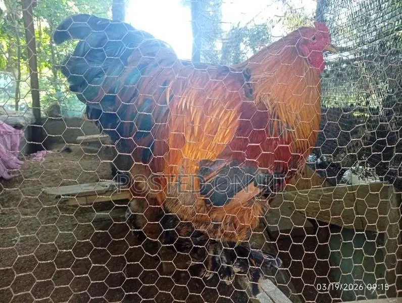 Rooster