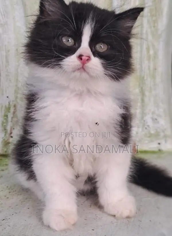 Persian Kitten