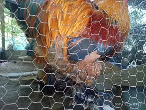 Rooster