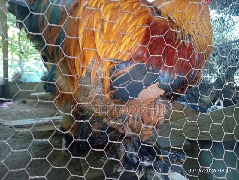 Rooster