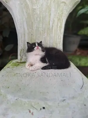 Persian Kitten