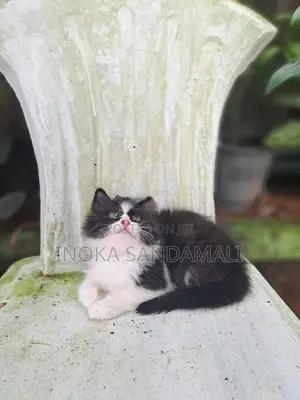 Persian Kitten