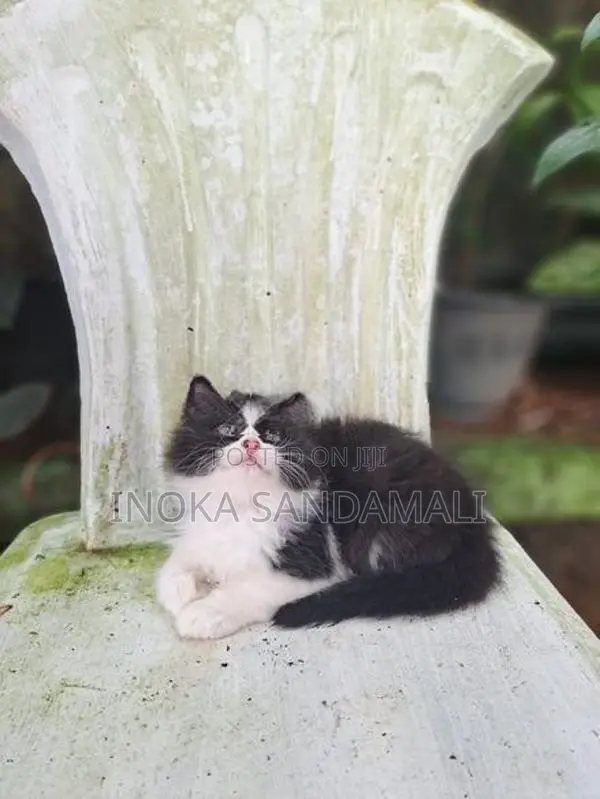 Persian Kitten