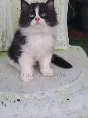 Persian Kitten