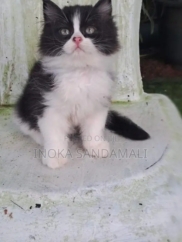 Persian Kitten