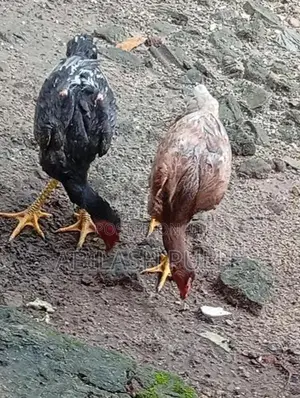 kukulan