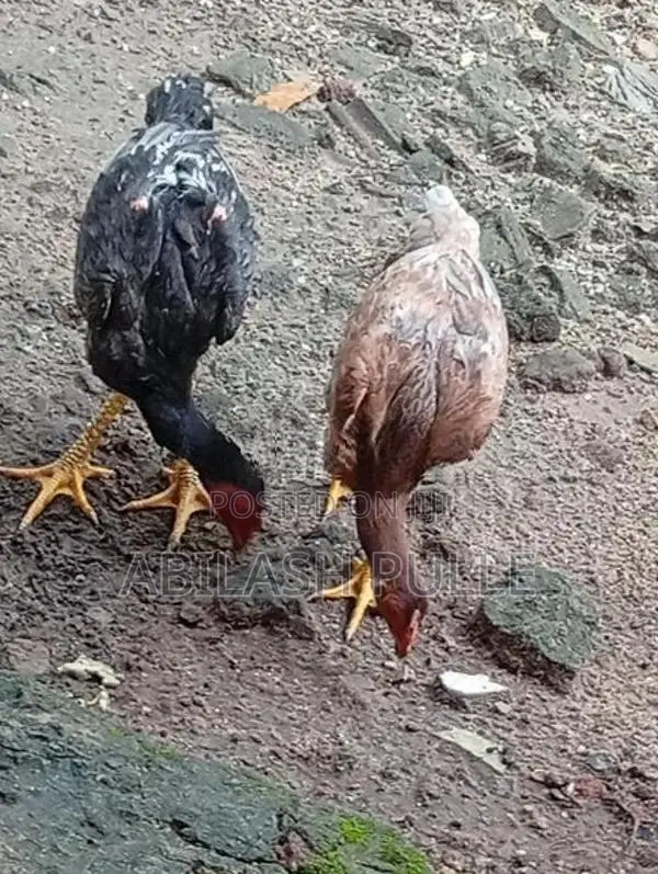 kukulan