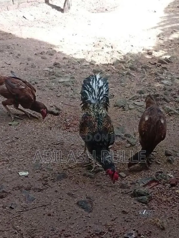 kukulan