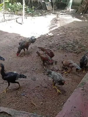 kukulan