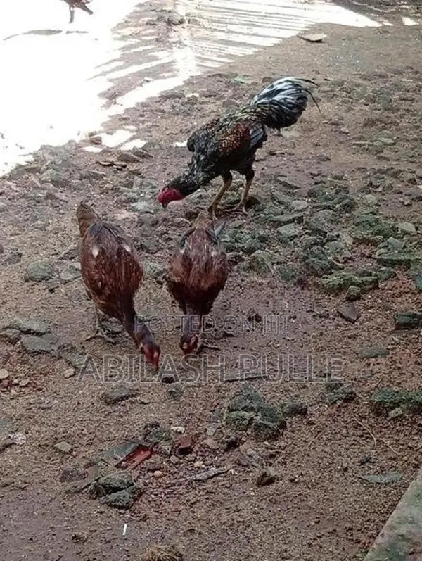 kukulan