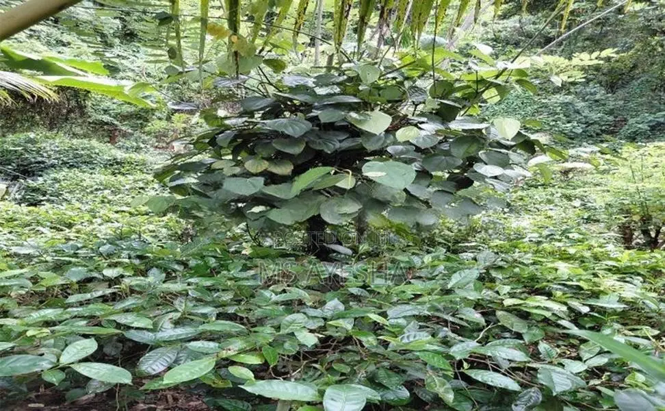 Prime Agricultural Land for Sale – Deraniyagala