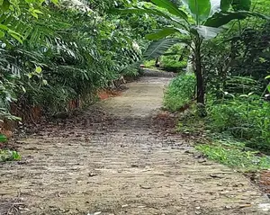 Prime Agricultural Land for Sale – Deraniyagala