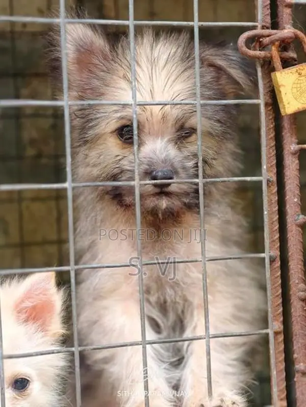 Terrier Puppies