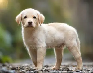 Labrador Male Puppy