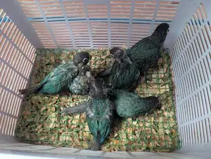 Blue Conure Birds