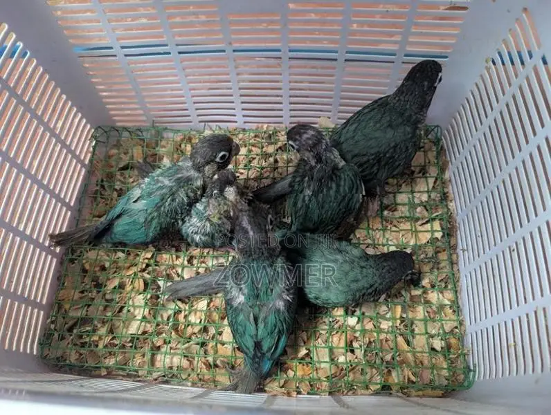 Blue Conure Birds