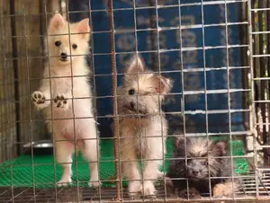 Terrier Puppies
