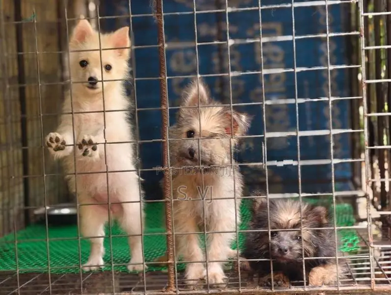 Terrier Puppies