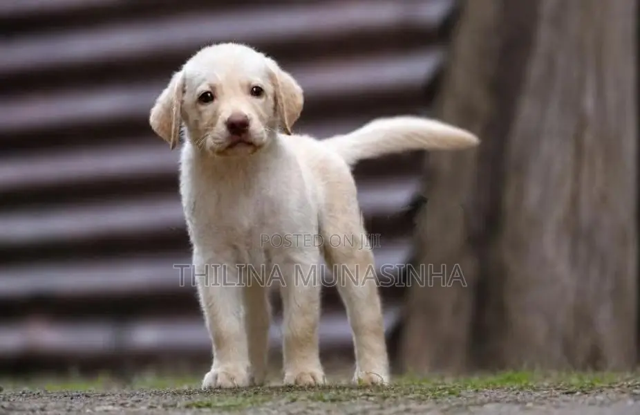 Labrador Male Puppy