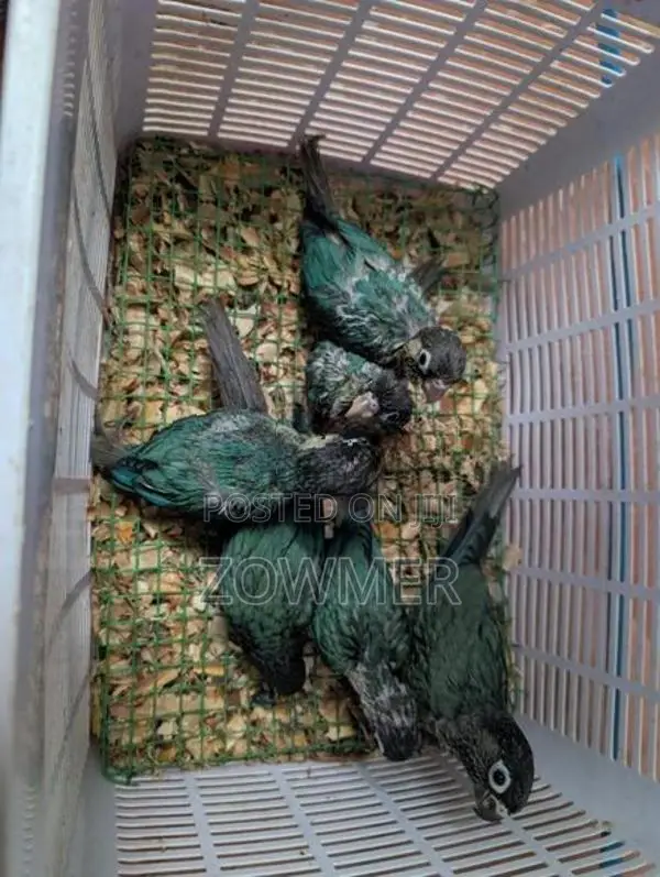 Blue Conure Birds