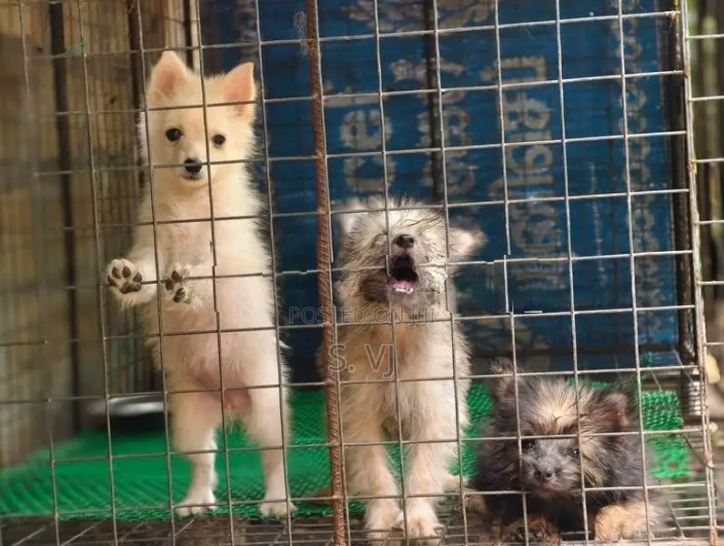 Terrier Puppies
