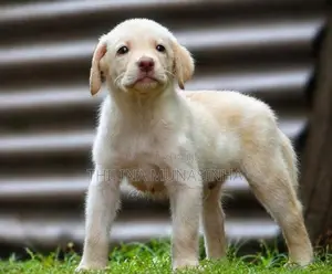 Labrador Male Puppy