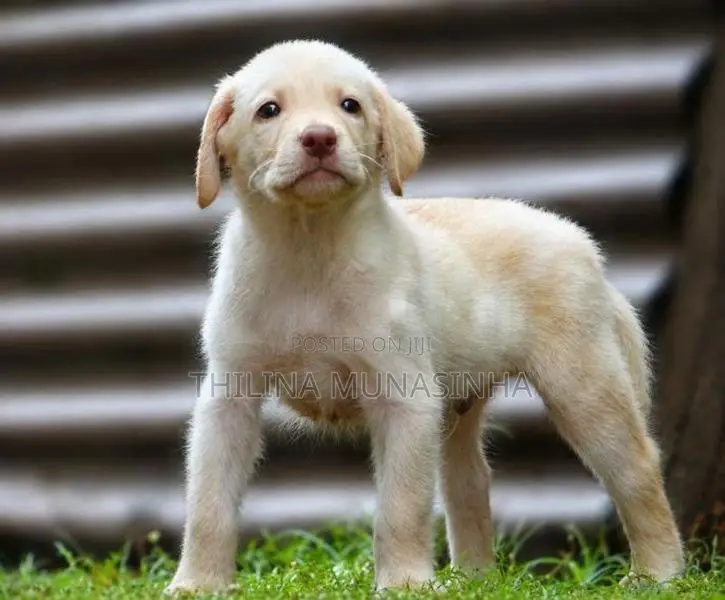 Labrador Male Puppy