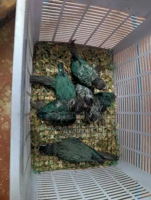 Blue Conure Birds