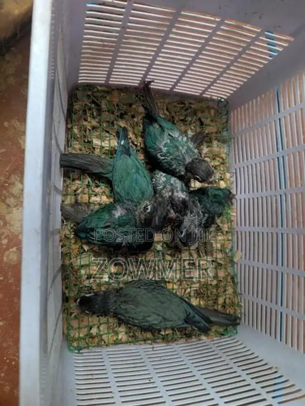 Blue Conure Birds
