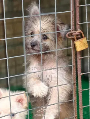 Terrier Puppies