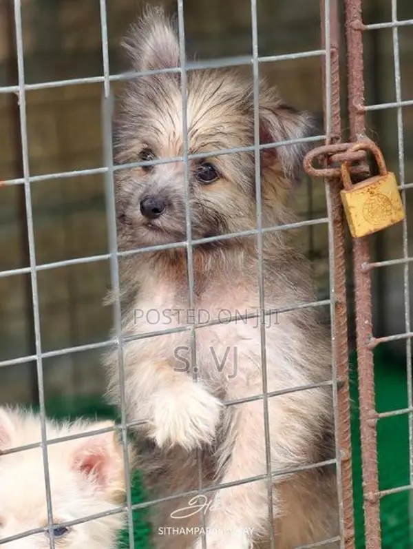 Terrier Puppies