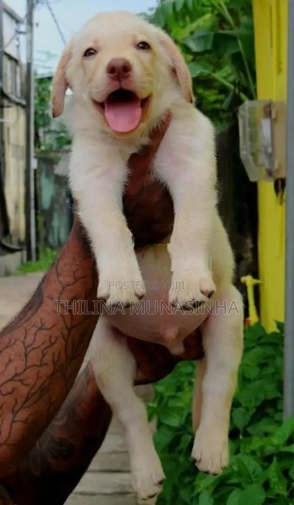 Labrador Male Puppy