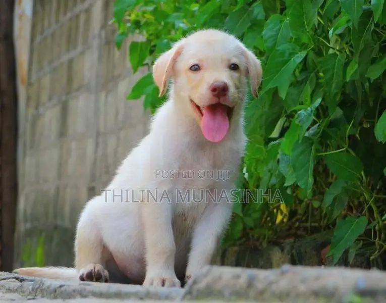 Labrador Male Puppy
