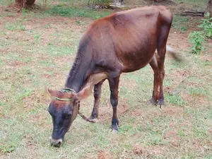 Female cow