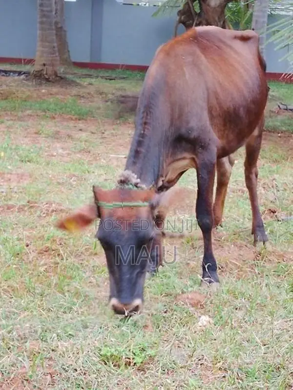 Female cow