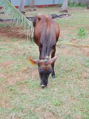 Female cow