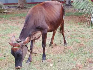 Female cow