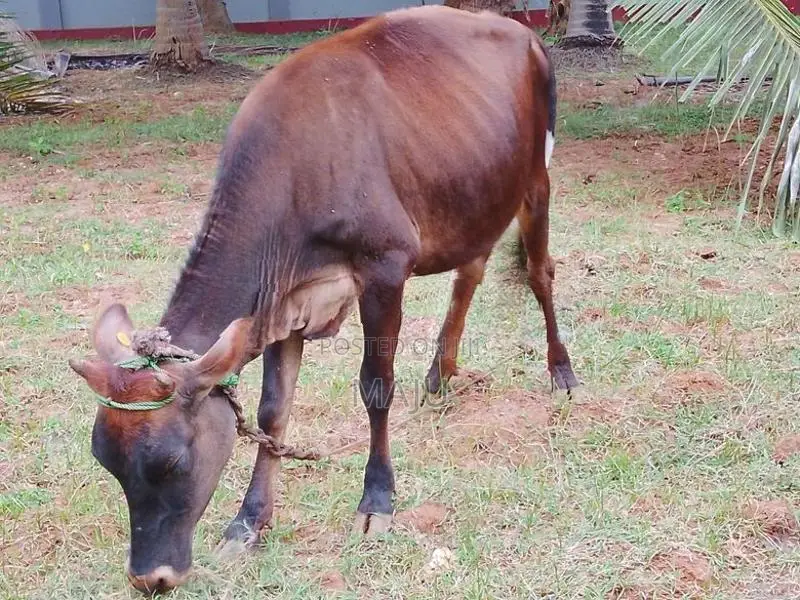 Female cow
