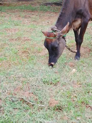 Female cow
