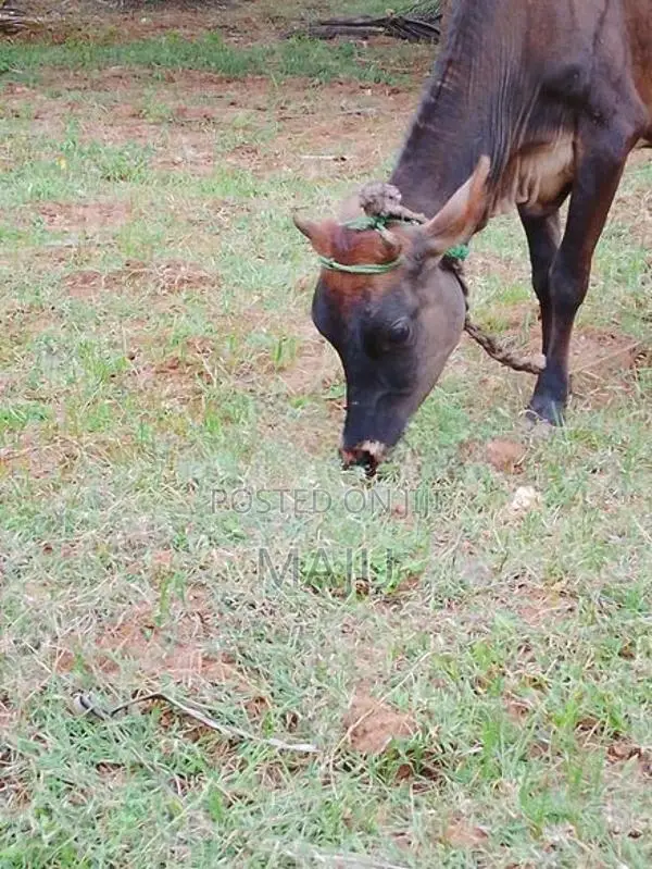Female cow