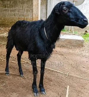 Sheep Goat